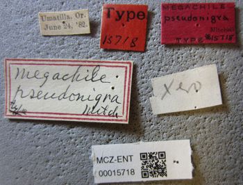 Media type: image;   Entomology 15718 Aspect: labels